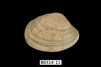 藏品(海瓜子簾蛤)的圖片